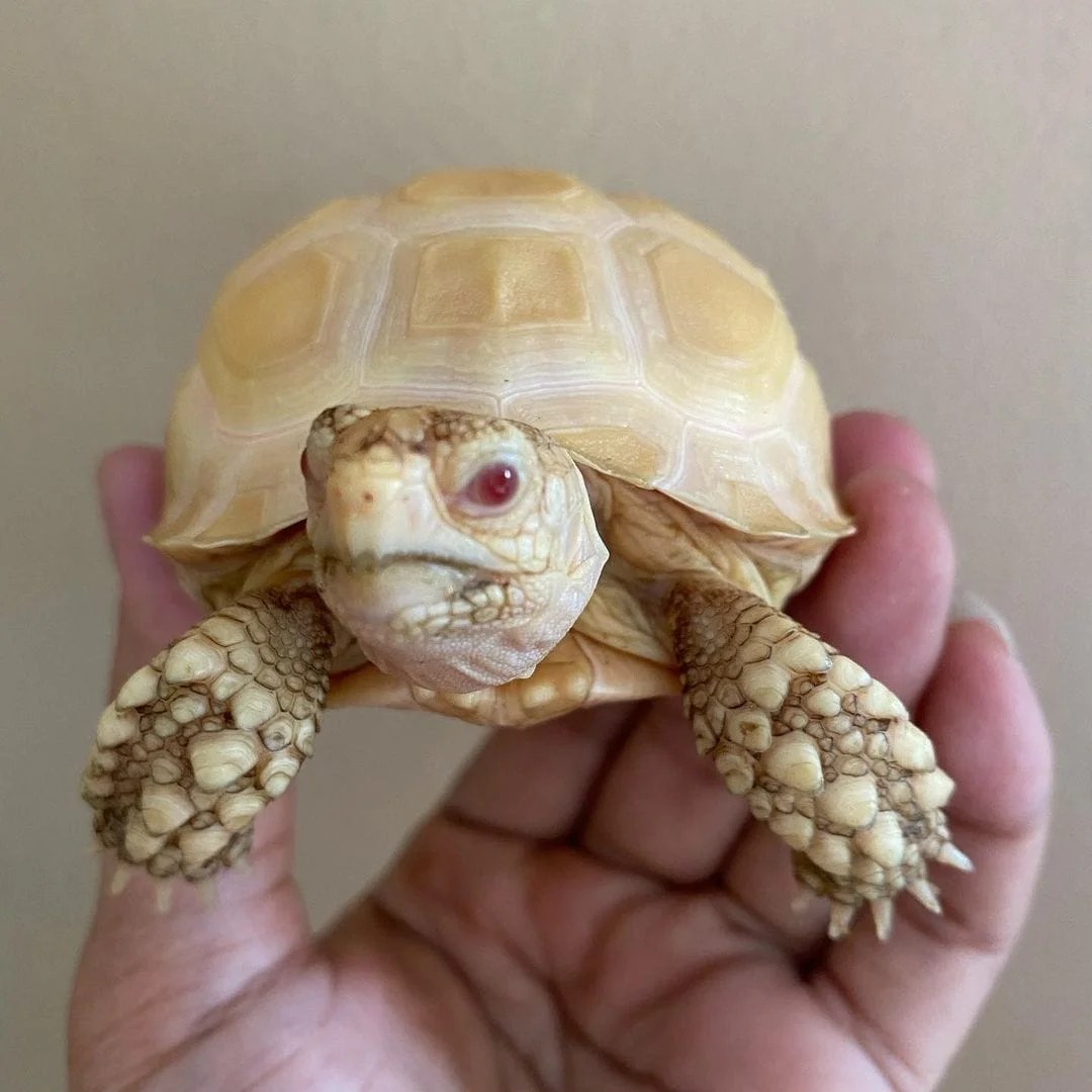 Native-Exotics Albino Sulcata (Geochelone Sulcata) (2) Albino Sulcata tortoise represent the 3rd largest tortoise in the world, only behind the Galapagos and Giant Aldabra tortoises. These guys are easy to care for, grow to around 24″ at full size and can weigh anywhere from 50-80 pounds at average adult size. We have them available in baby, well started baby, yearling, juvenile and young adult sizes. With a biologist on site, shop with confidence and health guarantee.